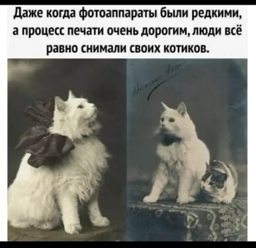 Смешная картинка №772540 коты