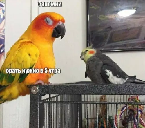 Смешная картинка №366163 Мудрый нaставник.