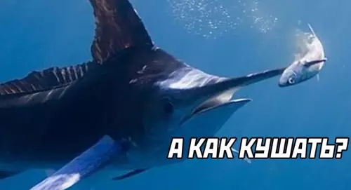 продолжение Смешная картинка №617900