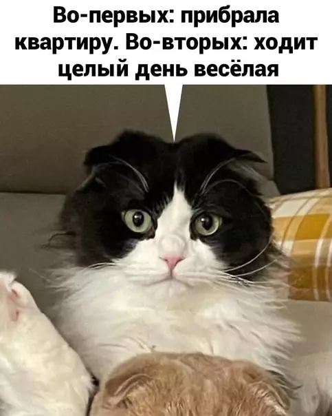 продолжение Смешная картинка №577871 Кошки и наташа