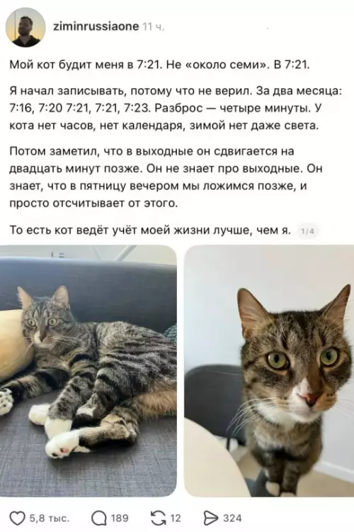 Кот — лучший будильник с интеллектом 🐈⏰ - Мой кот будит меня в 7:21. Не около семи. В