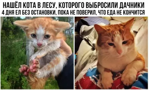 Смешная картинка №293345 Кошки