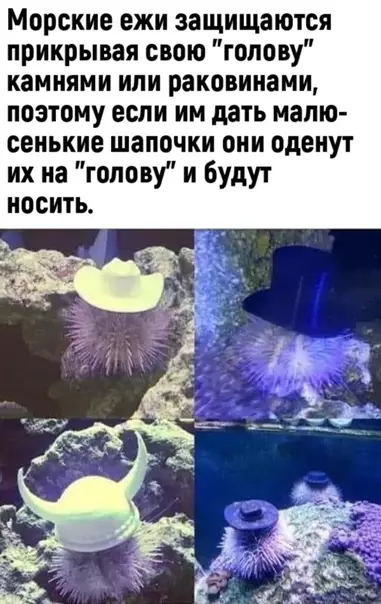 Смешная картинка №549962 Фaкт, который вам нужно узнать