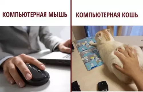 Смешная картинка №299532 А у вас есть компьютерная кошь?