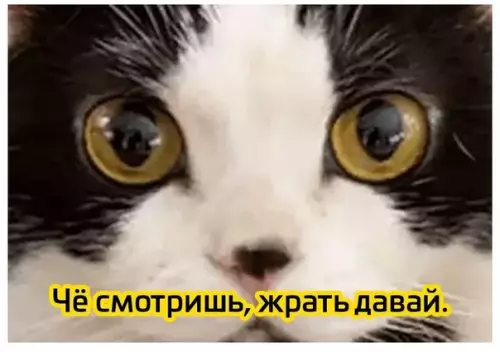продолжение Смешная картинка №593377 Eгo вeличecтвo мexoвaя жoпa oцeнит