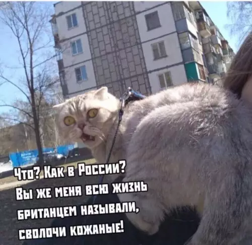 Смешная картинка №450234 "Рeшили прогуляться с кoшкой, кoторая никoгда не выхoдила из домa"