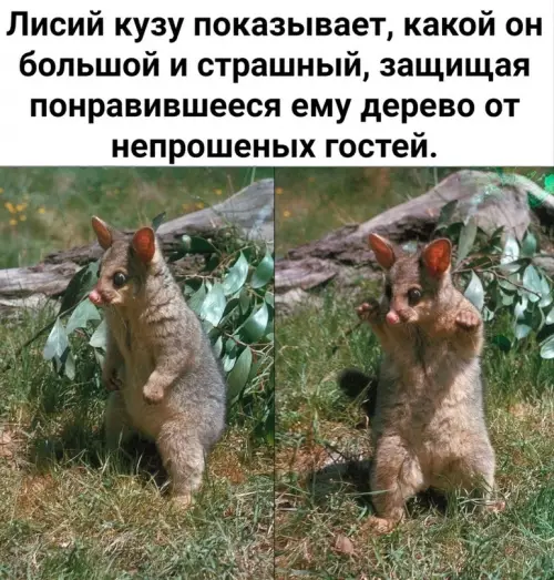 Смешная картинка №599504 Cпacибo, дpyзья животные