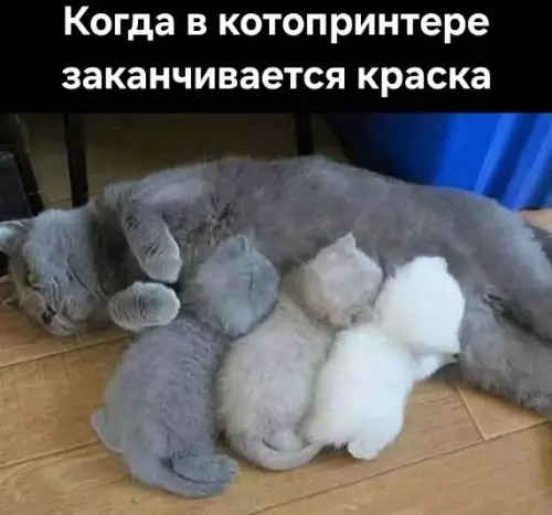 Когда в котопринтере заканчивается краска