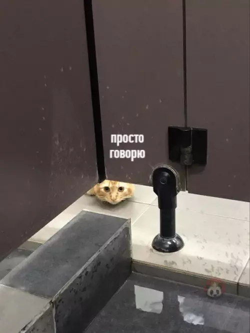 продолжение Смешная картинка №606536 Когда зашел пописать в общественный туалет:

Бывает, сидишь себе в общественном туалете, как вдруг... Коты