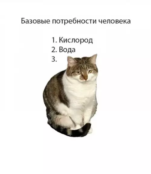 Твой кот прав на все 100% 😂 - Базовые потребности человека 1. Кислород 2. Вода 3. Кот