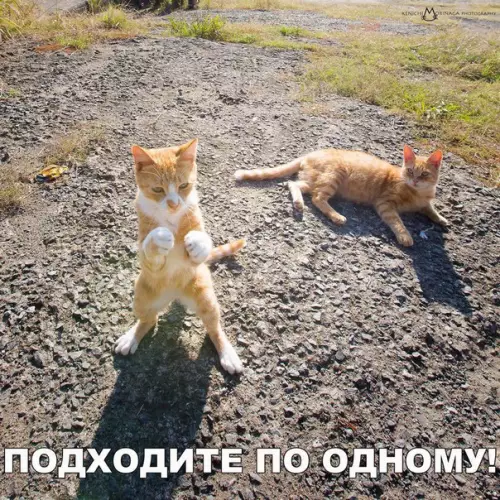 Смешная картинка №232733