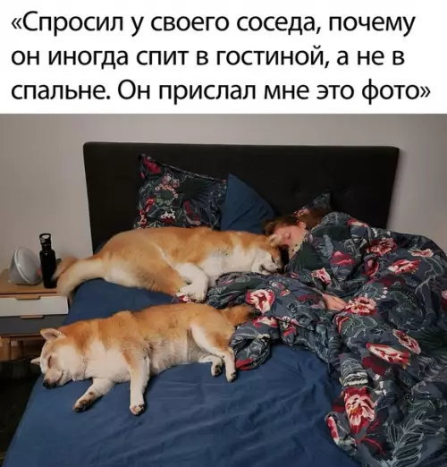 Смешная картинка №501426 собаки