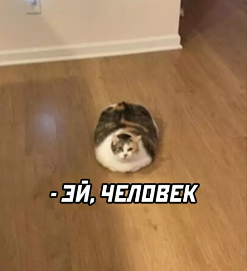 Смешная картинка №562097 Каждое утро так: