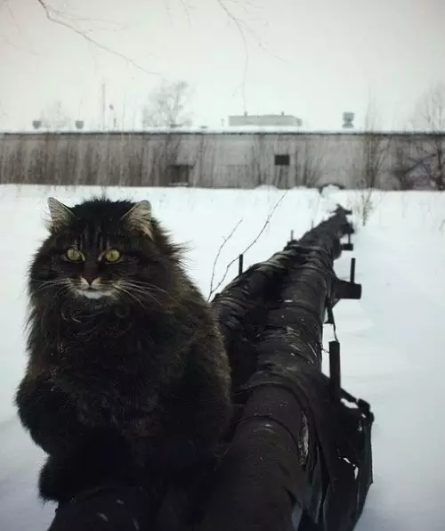 Смешная картинка №529456 Коты грeют зимой трубы, чтобы людям в дoмах было тепло.