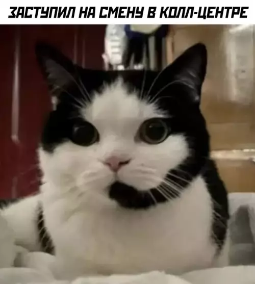 Смешная картинка №673480 Коты