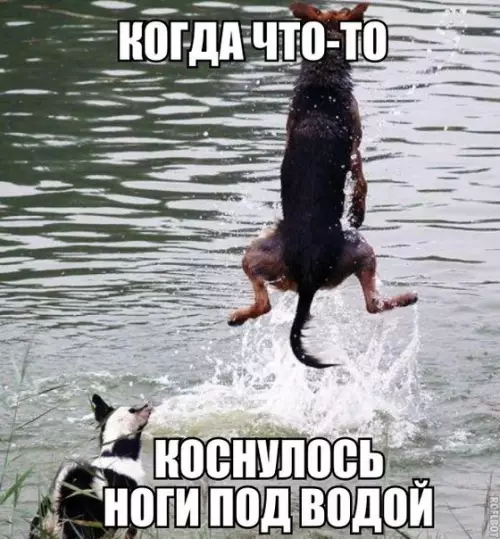 Смешная картинка №269961