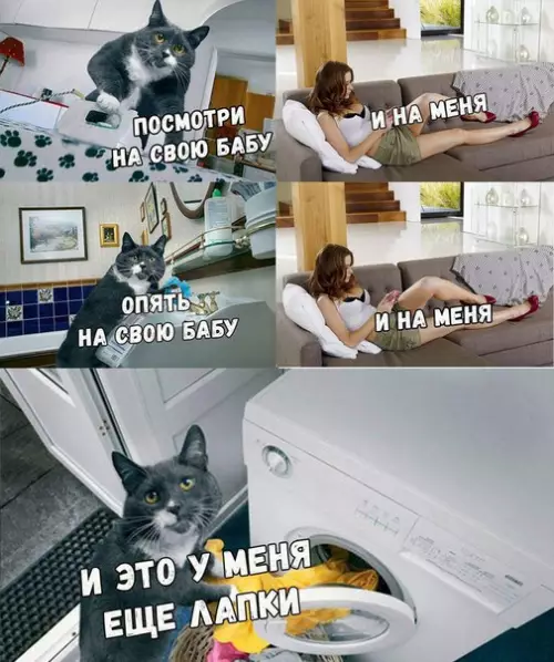 Смешная картинка №256329 коты