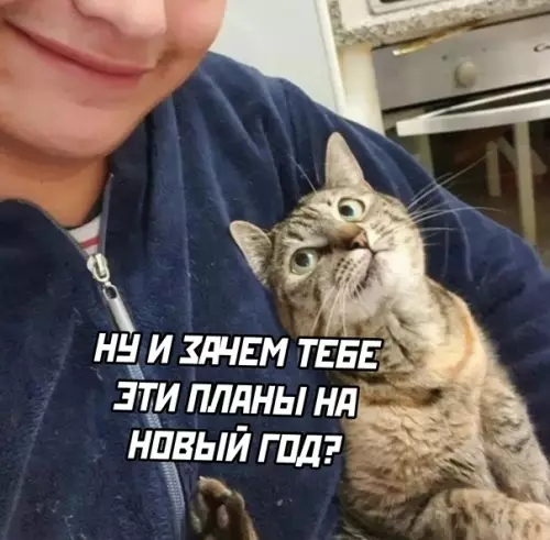Смешная картинка №614622 Кошки, новый год
