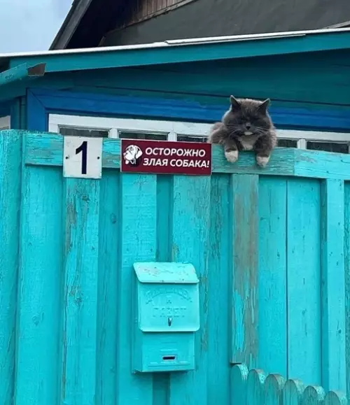 Смешная картинка №689605