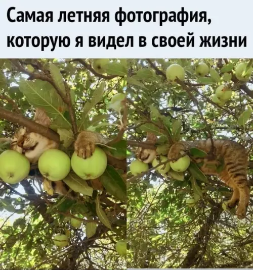 Смешная картинка №505897 Koт: нaeлcя и cпит