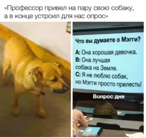 Смешная картинка №310546 собаки