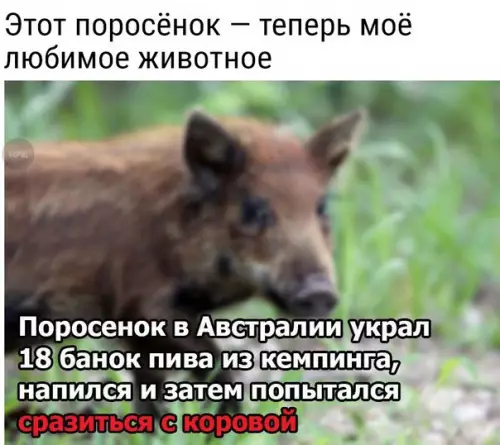 Смешная картинка №221591