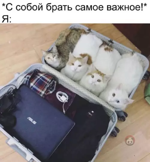 Смешная картинка №569039 Все самое ценное само в чемодан упаковалось ?