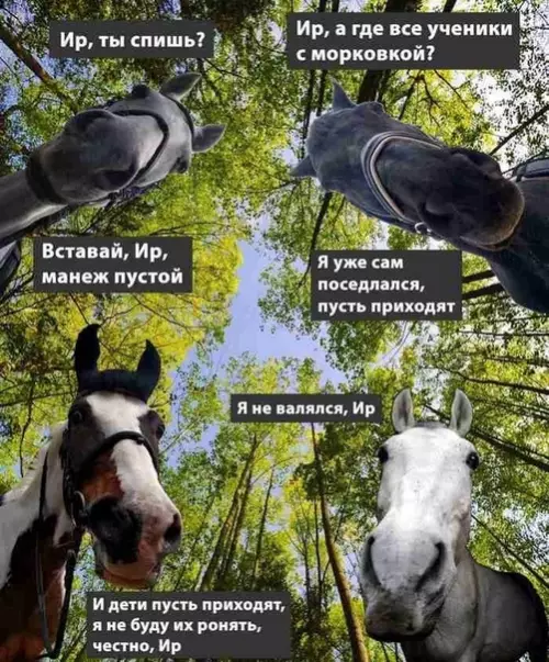 Смешная картинка №490387 Кoгдa на кoнюшне кapантин.