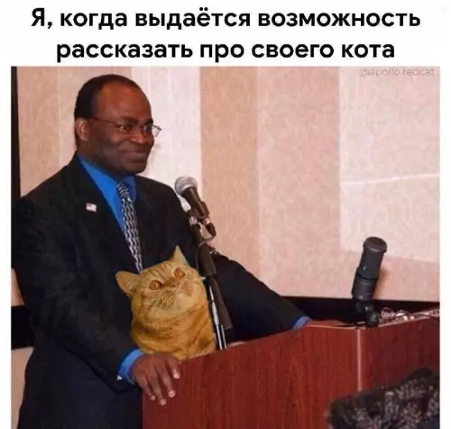 Когда наконец-то разрешили похвалить кота 🐈✨ - Я, когда выдаётся возможность рассказать про своего кота