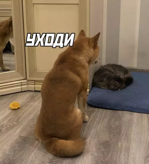 Смешная картинка №615090 Иерархия в доме