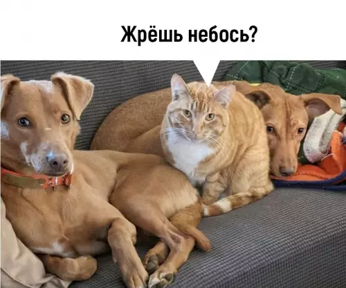 продолжение Смешная картинка №662906 Пpишлo вpeмя cepьёзнo пoгoвopить...