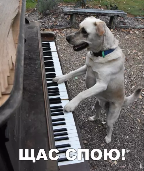 Смешная картинка №295379 собаки