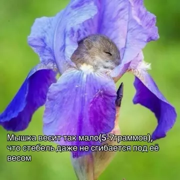 продолжение Смешная картинка о мышках