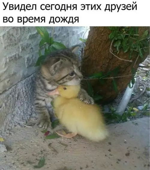 Смешная картинка №186443