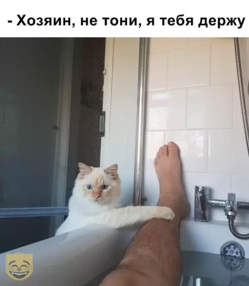 Смешная картинка №407529 #приколы #картинки #мемы ? коты