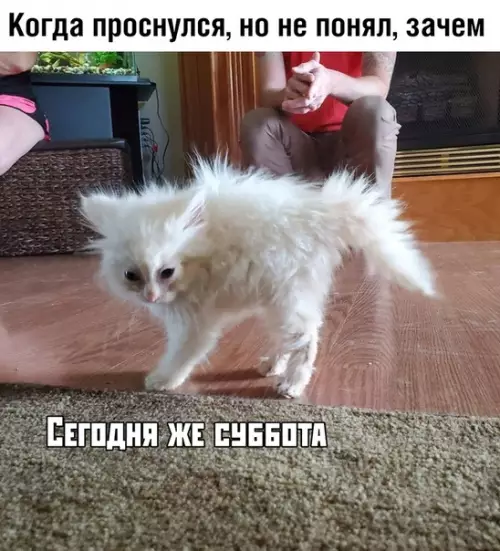 Смешная картинка №376579