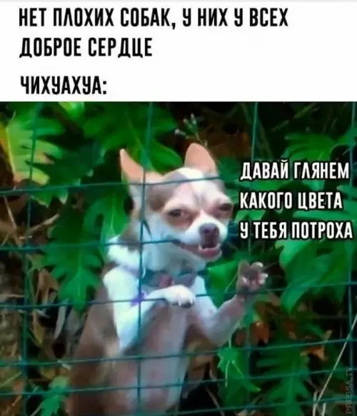 Смешная картинка №650480