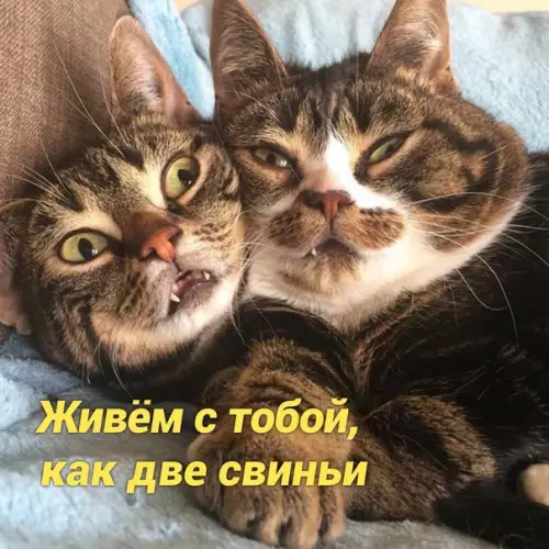 Смешная картинка №518902