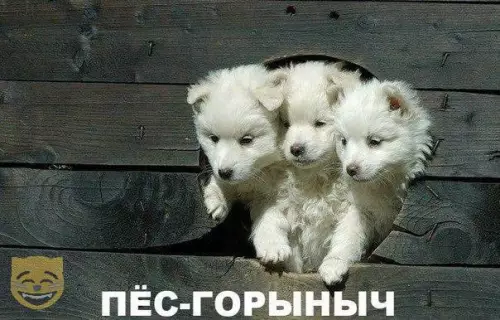 Смешная картинка №326258