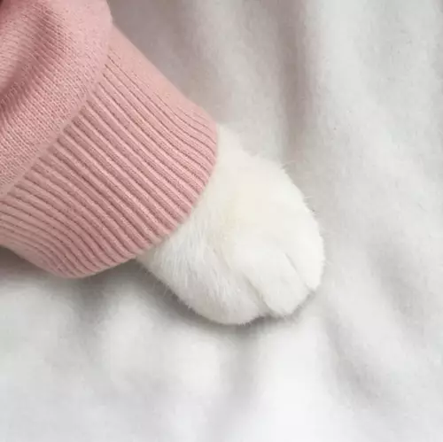 Смешная картинка №258744 Котьи лапки — возможно, одна из самых хороших котьих запчастей.