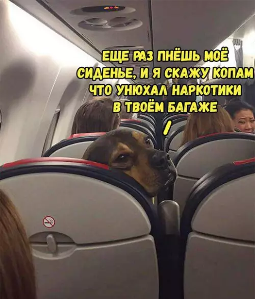 Смешная картинка №270455