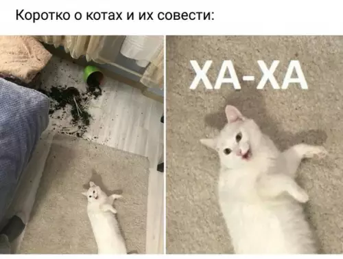Смешная картинка №273571 кошки
