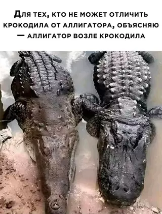 Смешная картинка №680549 Животные