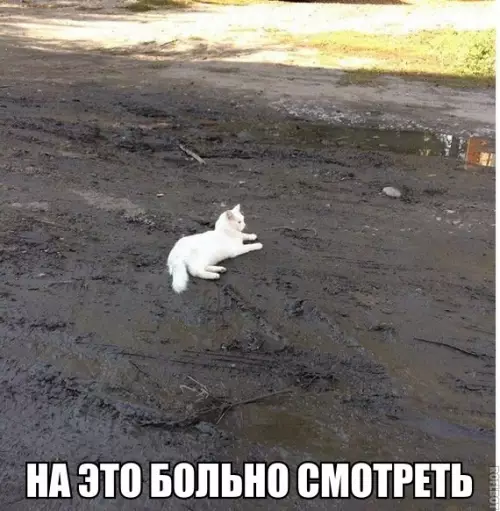 Смешная картинка №227849