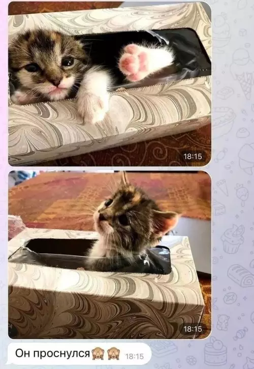 продолжение Смешная картинка №796796