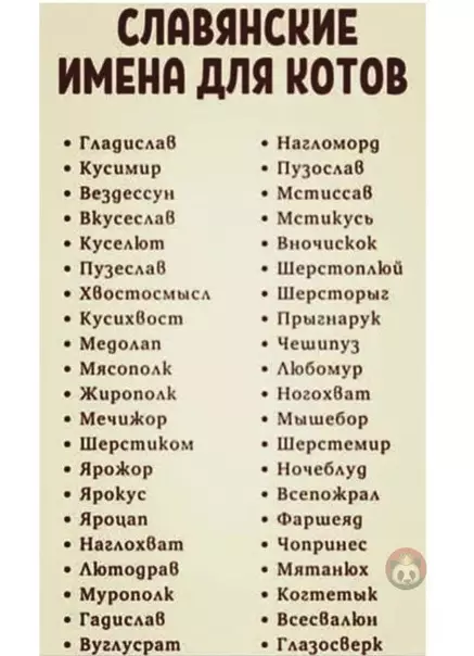 Смешная картинка №584526 У каждого славянского кота должно быть истинно славянское имя ? Коты