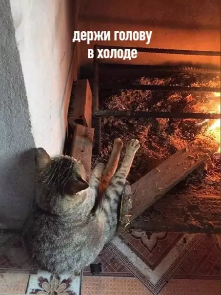 Смешная картинка №530129 Осенняя мудрость от котика