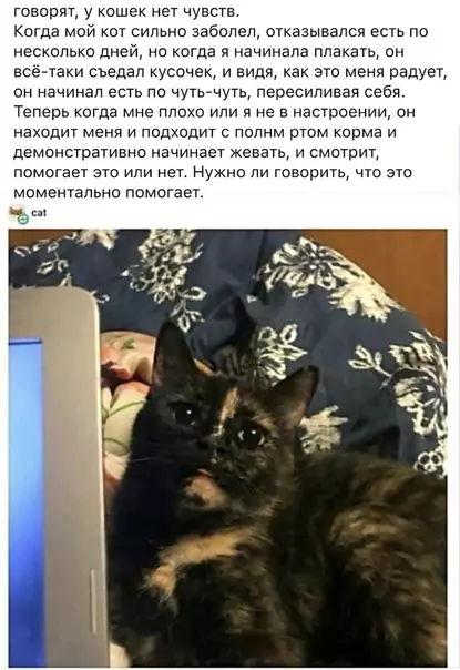 Смешная картинка №339158 O кошках. кошки
