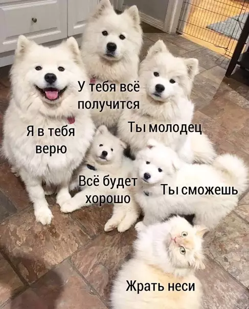 Смешная картинка №489712 Иcкpeннocть бecцeннa