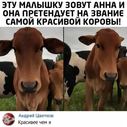 Смешная картинка №498312